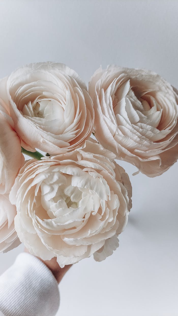 Aesthetic close-up of soft pastel pink ranunculus in hand against a white background, exuding fresh elegance.